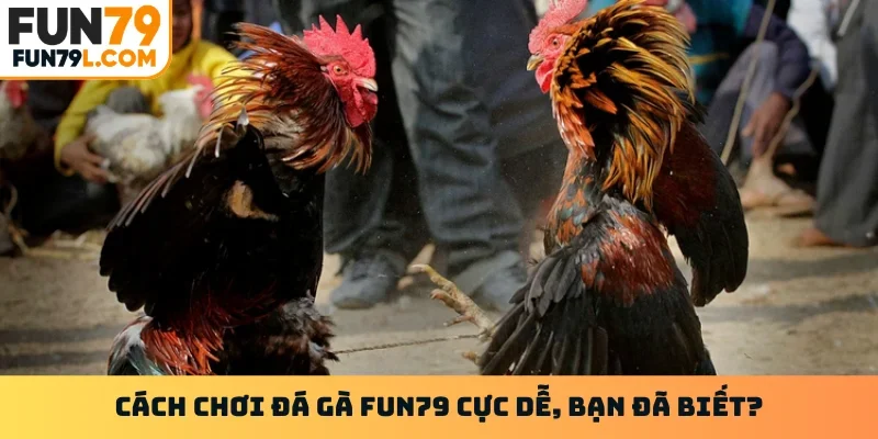 Cách chơi đá gà FUN79 cực dễ, bạn đã biết?