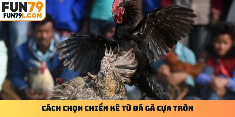 Cách chọn chiến kê từ đá gà cựa tròn